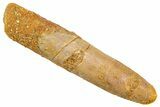 Fossil Sauropod Dinosaur (Rebbachisaurus) Tooth - Morocco #369641-1